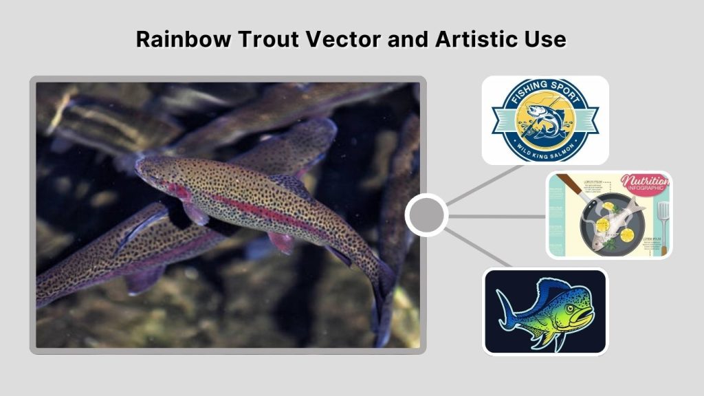 Rainbow Trout Vector and Artistic Use