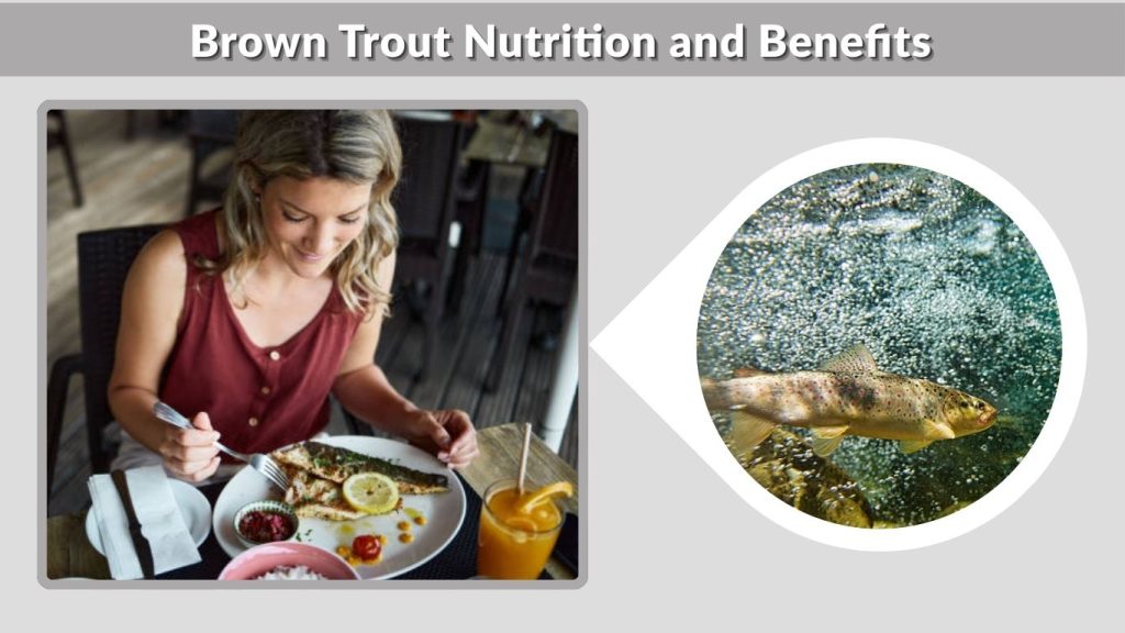 Brown Trout Nutrition and Benefits