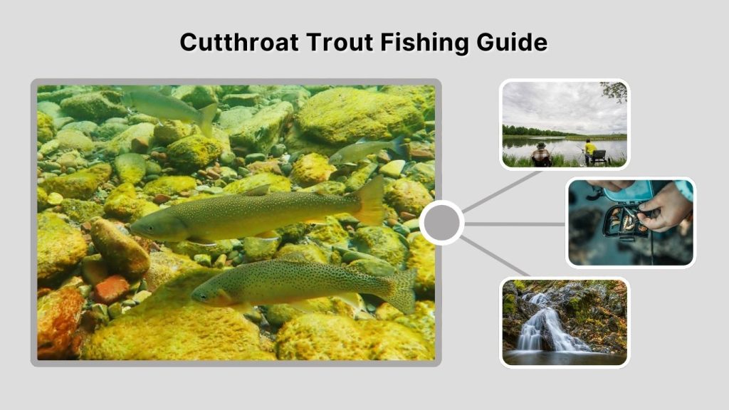 Cutthroat Trout Fishing Guide