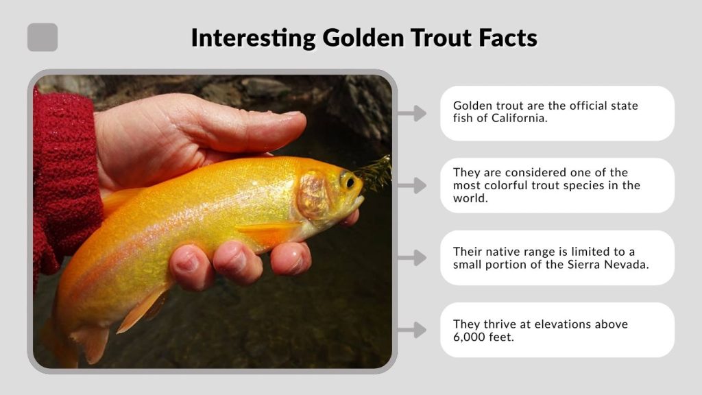 Interesting Golden Trout Facts