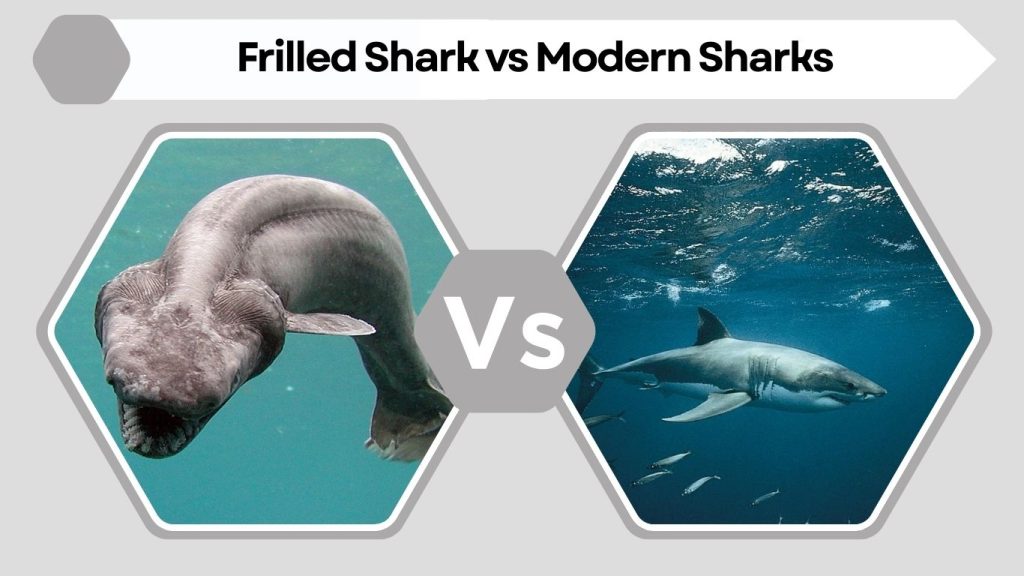 Frilled Shark vs Modern Sharks