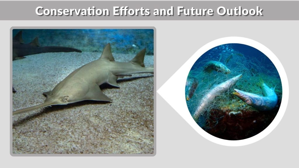 Conservation Efforts and Future Outlook