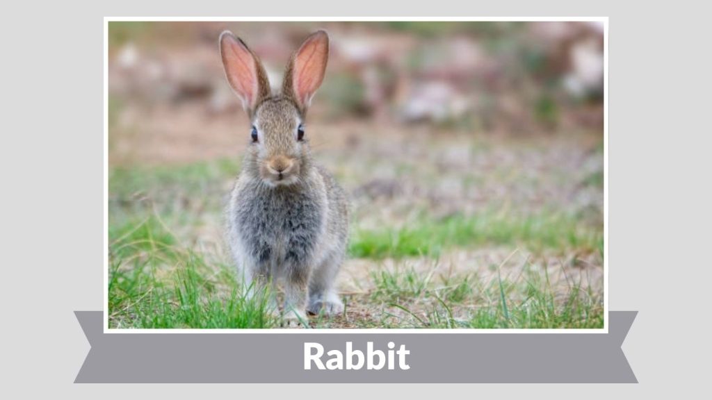 Rabbit