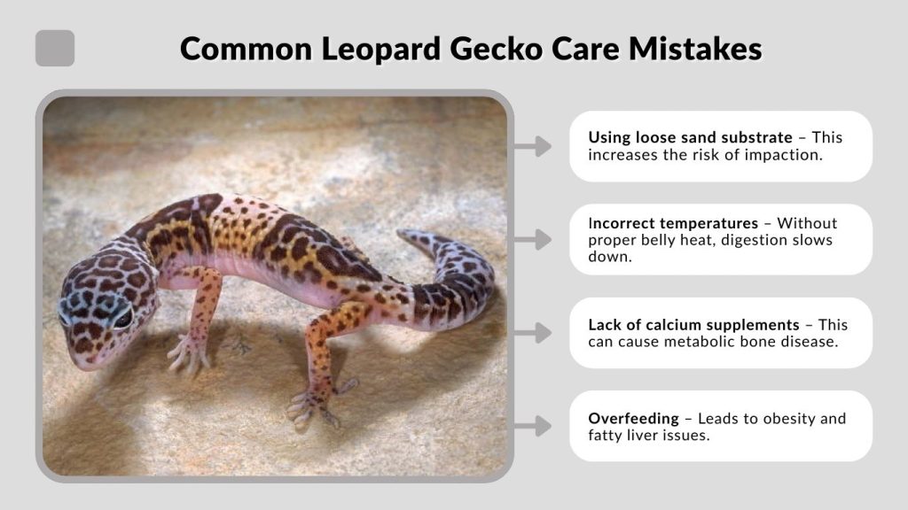 Common Leopard Gecko Care Mistakes