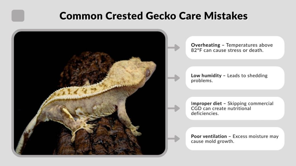 Common Crested Gecko Care Mistakes