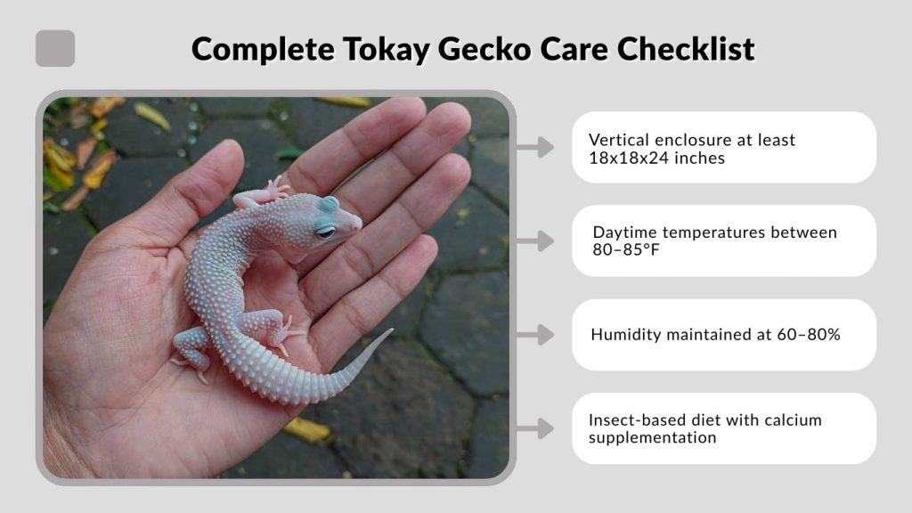 Complete Tokay Gecko Care Checklist