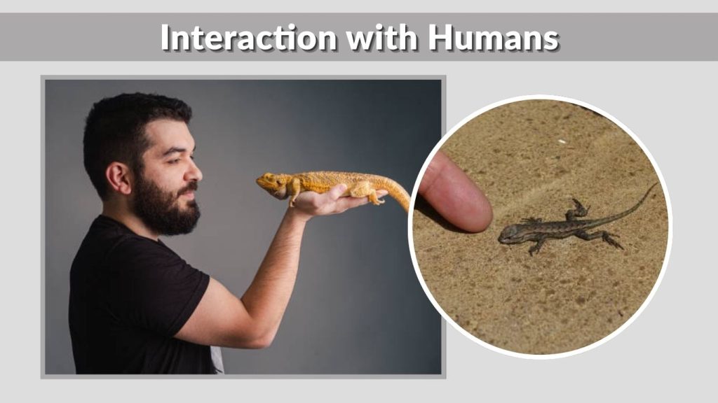 Interaction with Humans