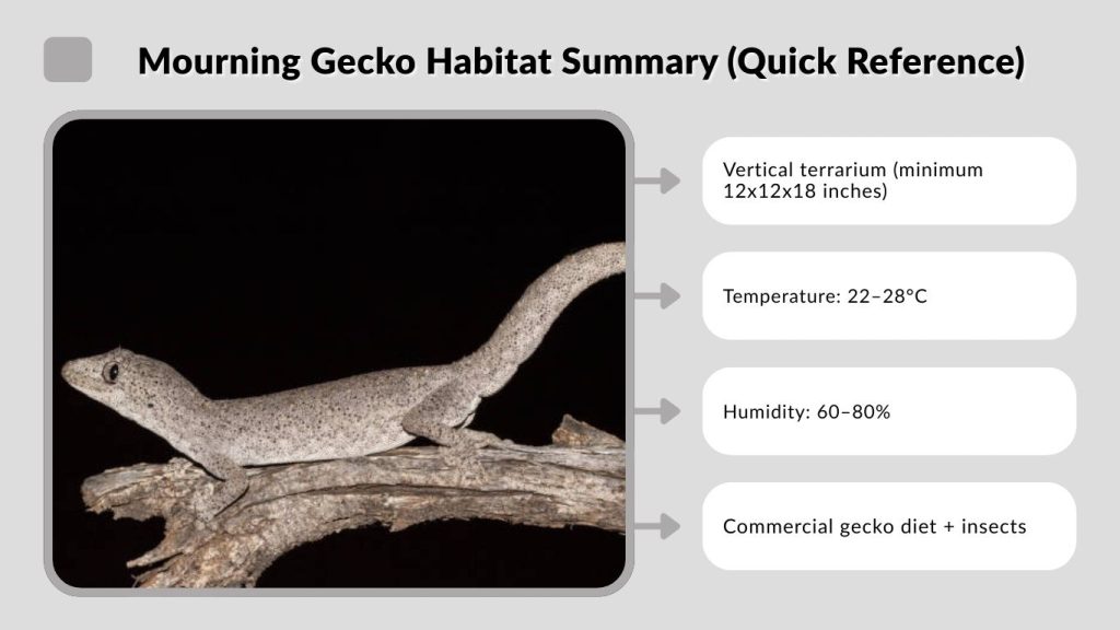 Mourning Gecko Habitat Summary (Quick Reference)
