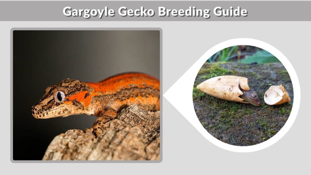 Gargoyle Gecko Breeding Guide