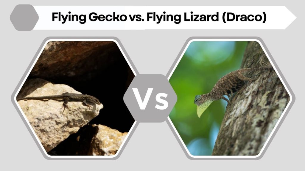 Flying Gecko vs. Flying Lizard (Draco)
