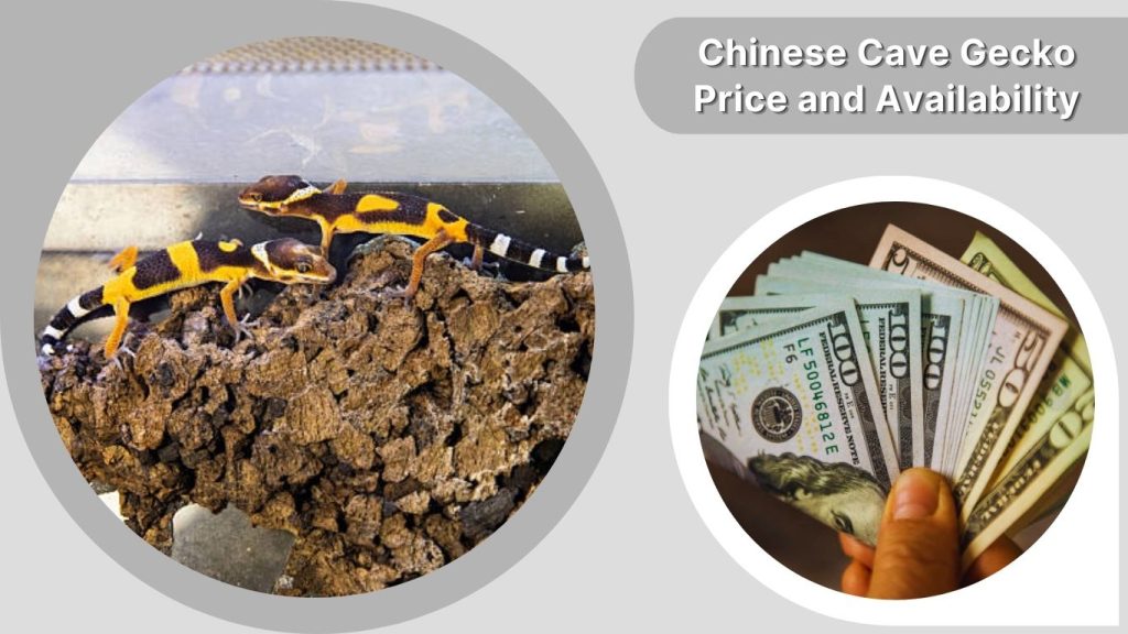Chinese Cave Gecko Price and Availability