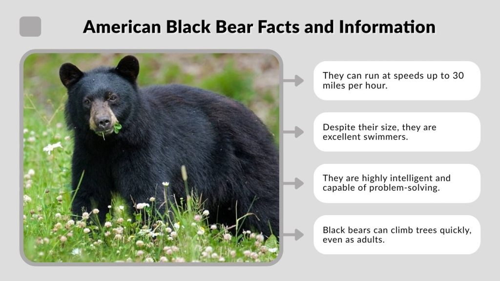 American Black Bear Facts and Information