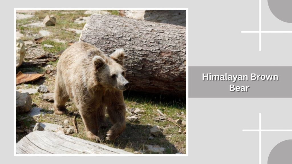 Himalayan Brown Bear 