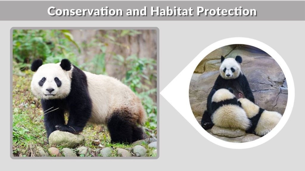 Conservation and Habitat Protection