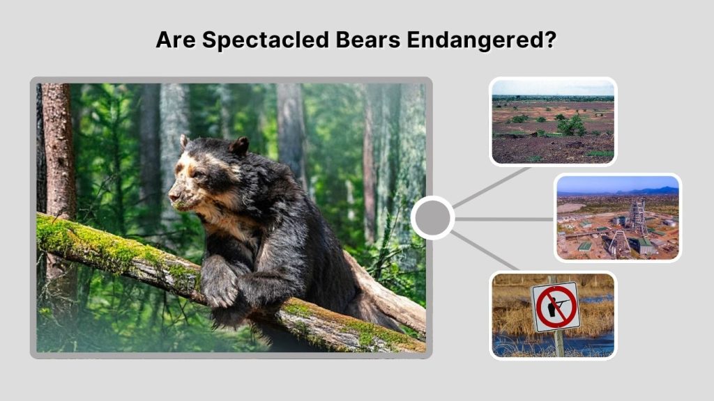 Are Spectacled Bears Endangered?