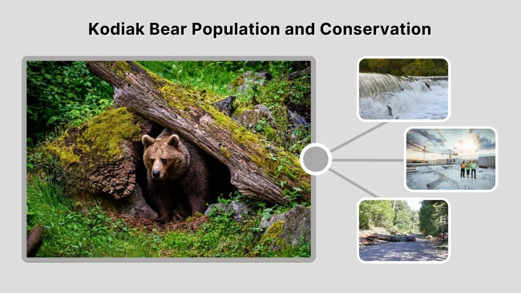 Kodiak Bear Population and Conservation