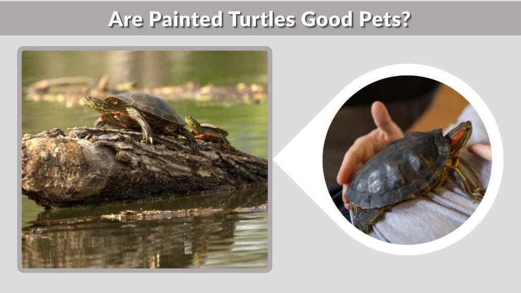 Are Painted Turtles Good Pets?