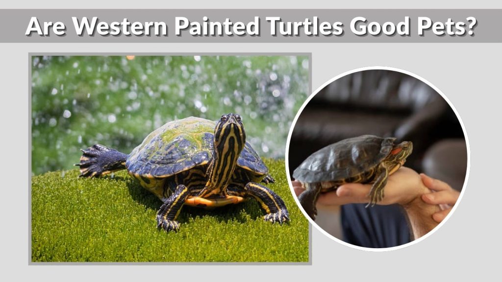 Are Western Painted Turtles Good Pets?