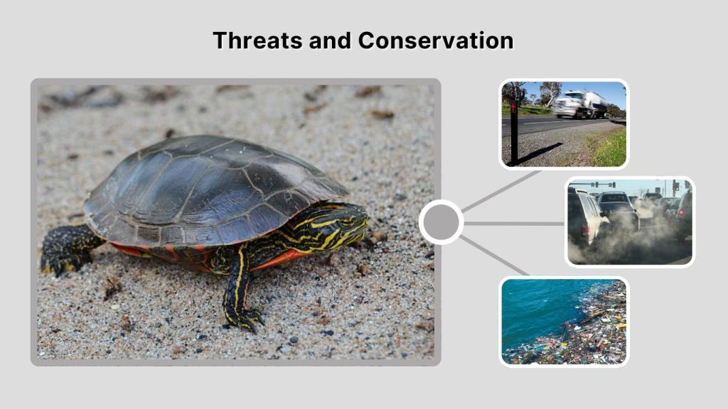 Threats and Conservation