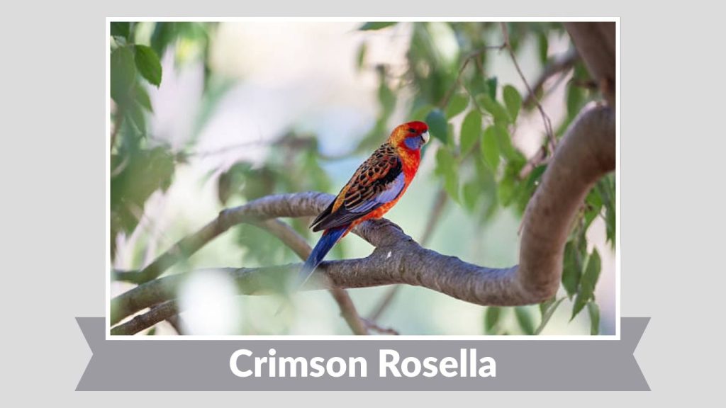 Crimson Rosella
