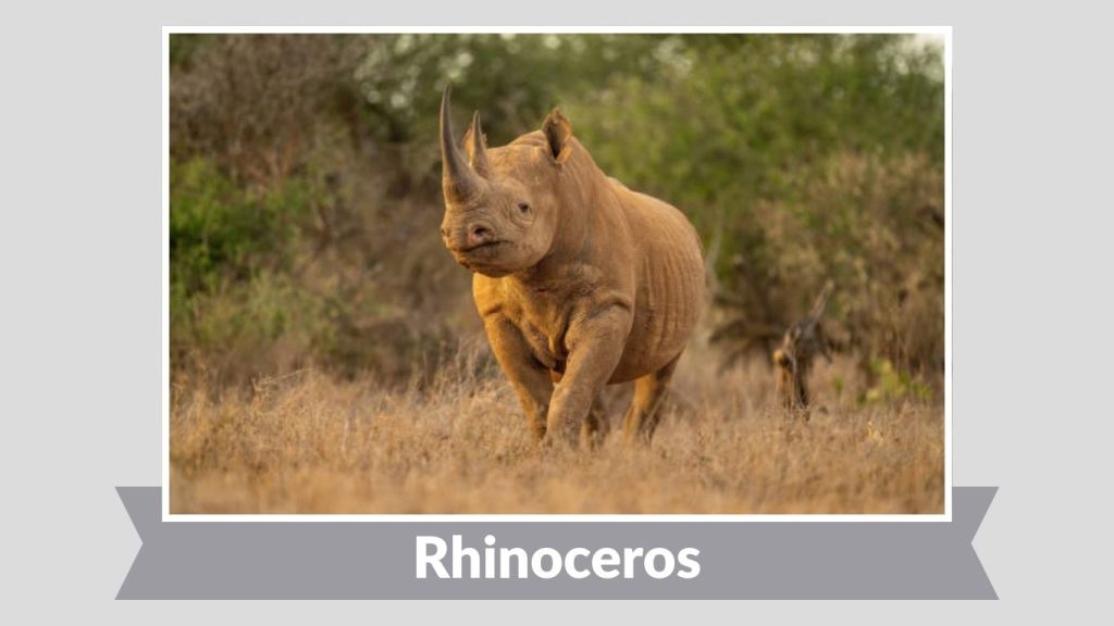 Rhinoceros