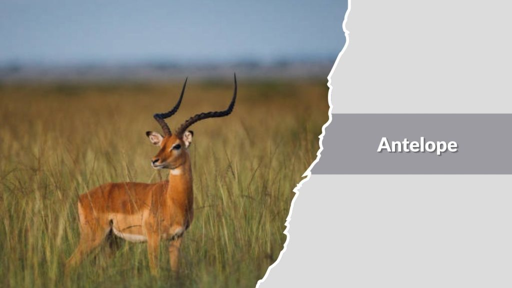 Antelope