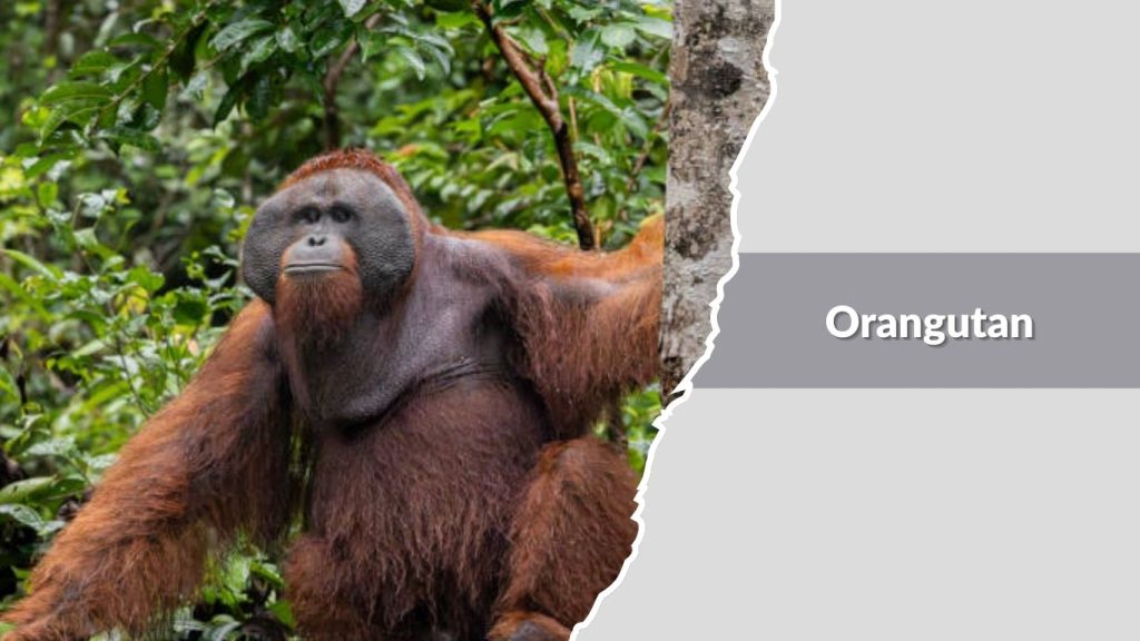 Orangutan