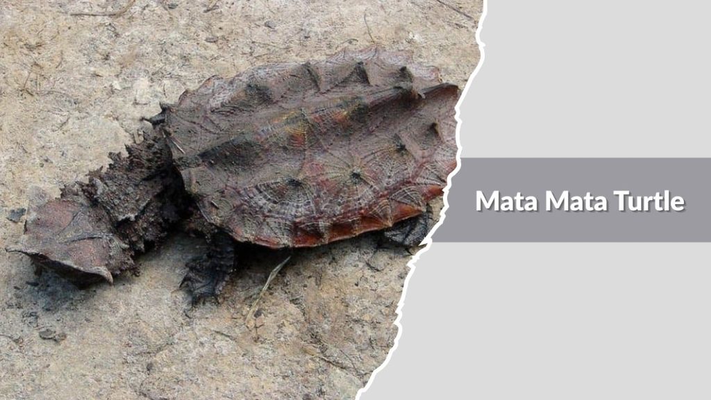 Mata Mata Turtle