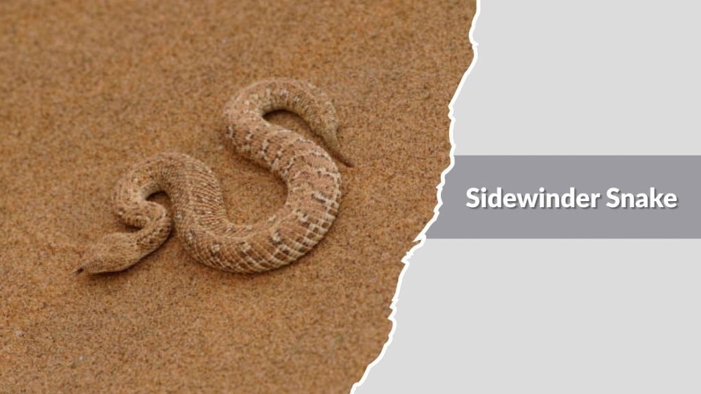 Sidewinder Snake