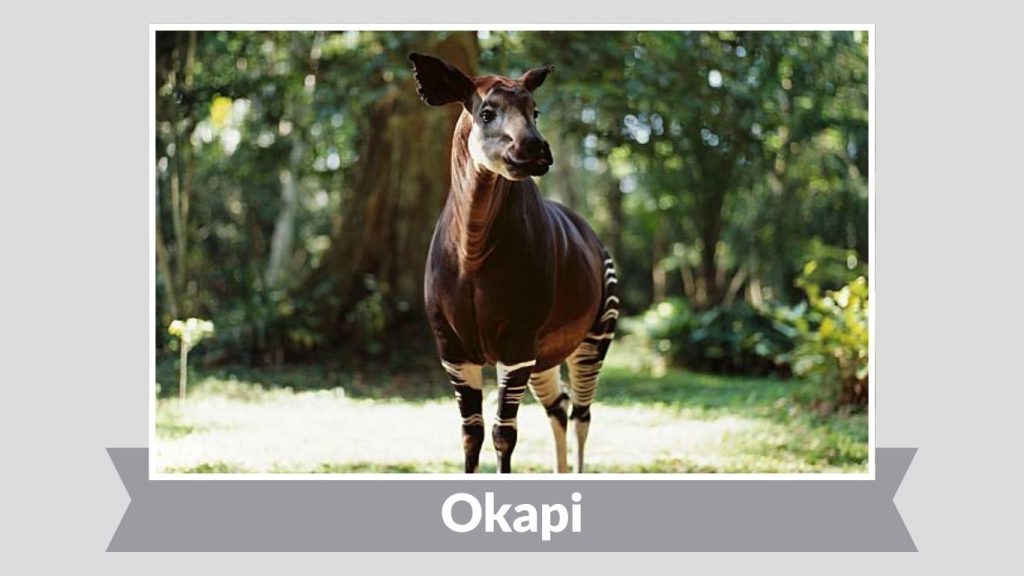Okapi