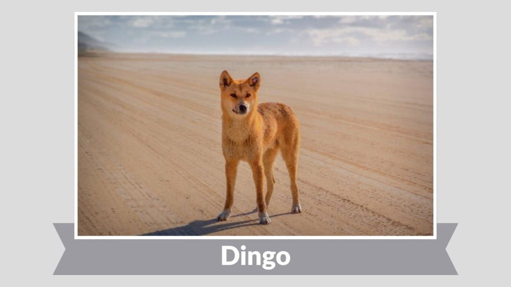 Dingo