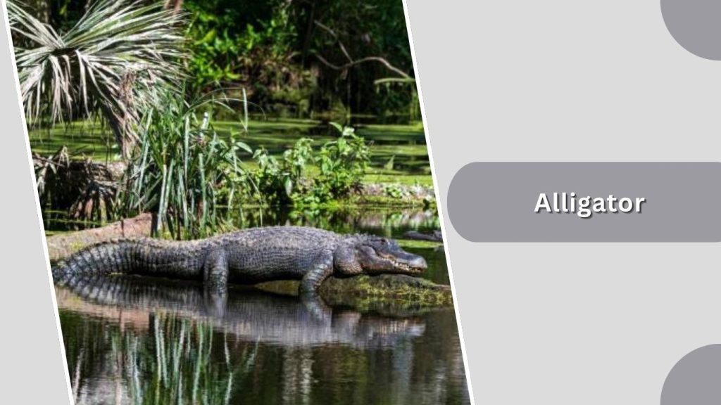 Alligator