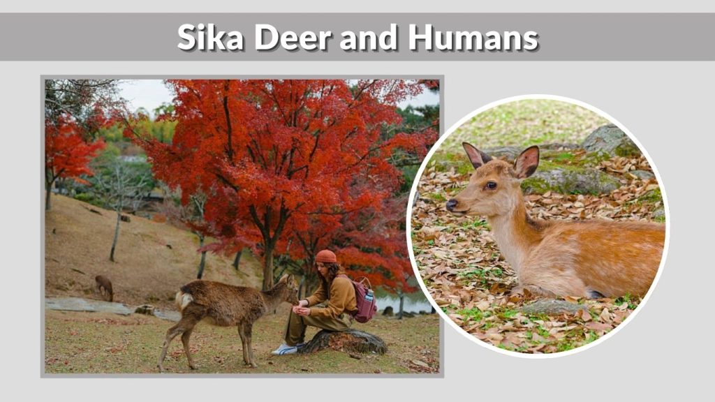 Sika Deer and Humans