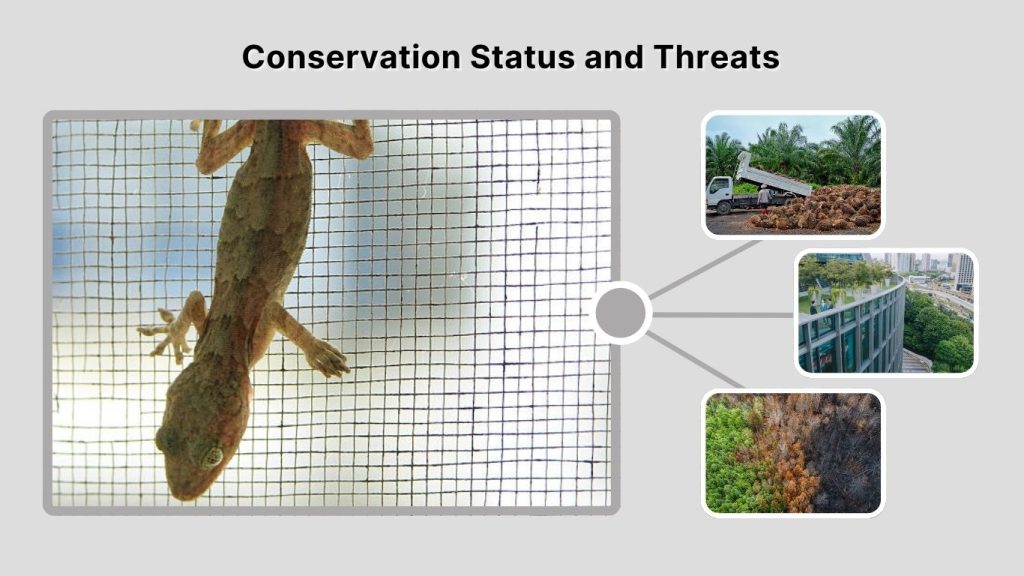 Conservation Status and Threats