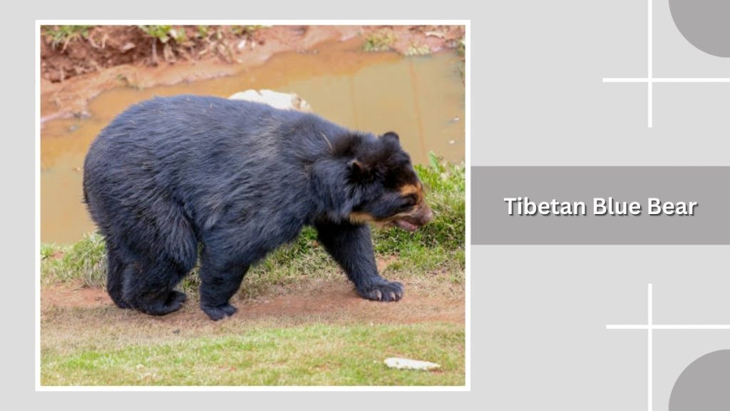 Tibetan Blue Bear