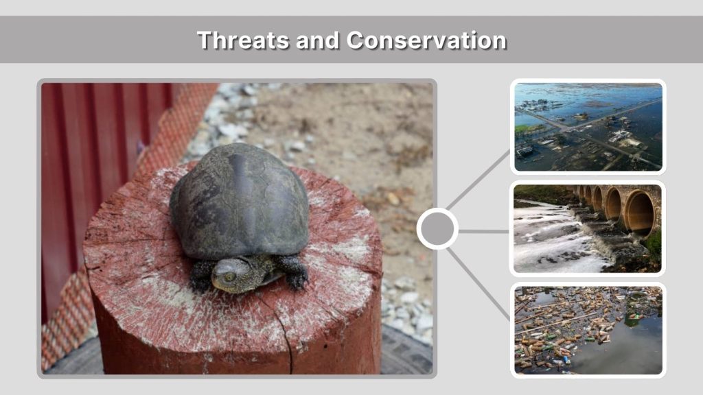 Threats and Conservation