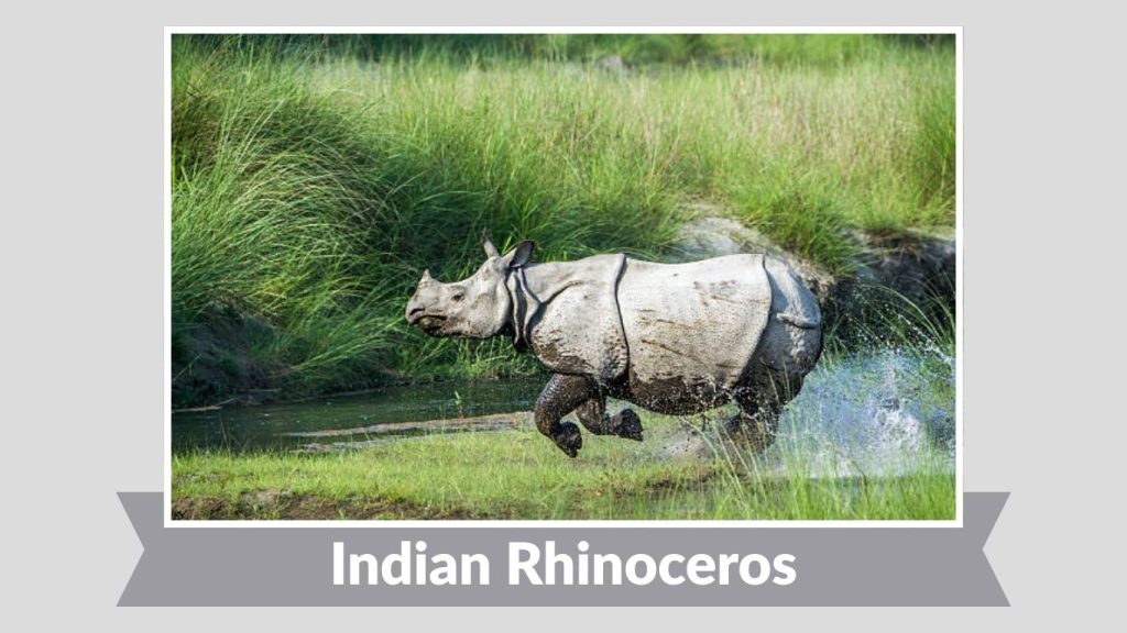 Indian Rhinoceros
