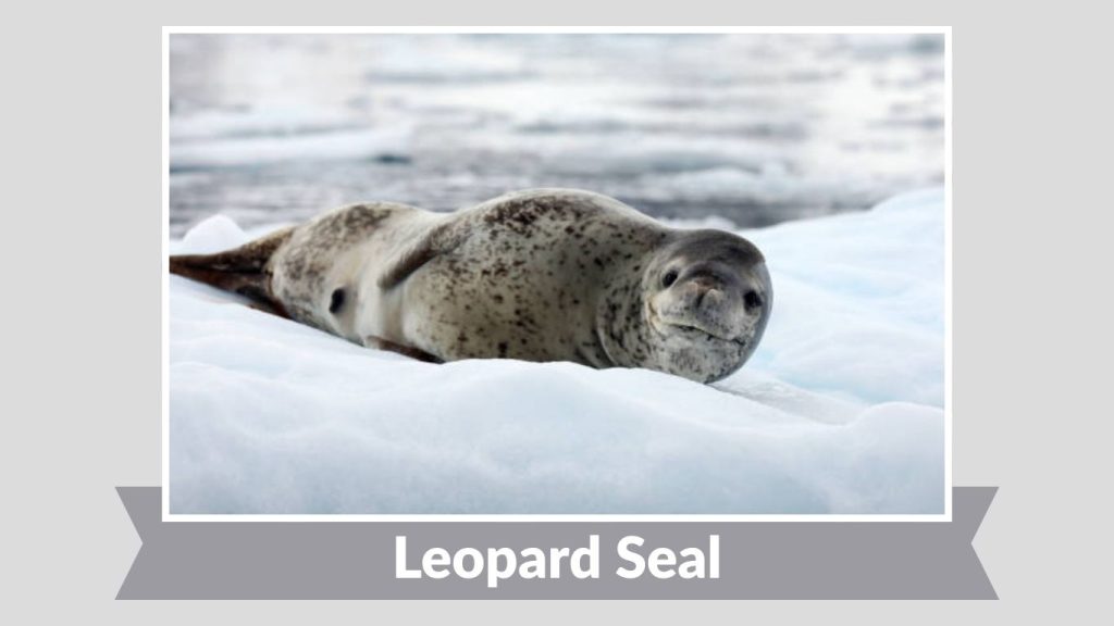 Leopard Seal