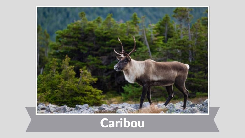 Caribou