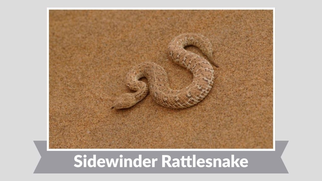 Sidewinder Rattlesnake