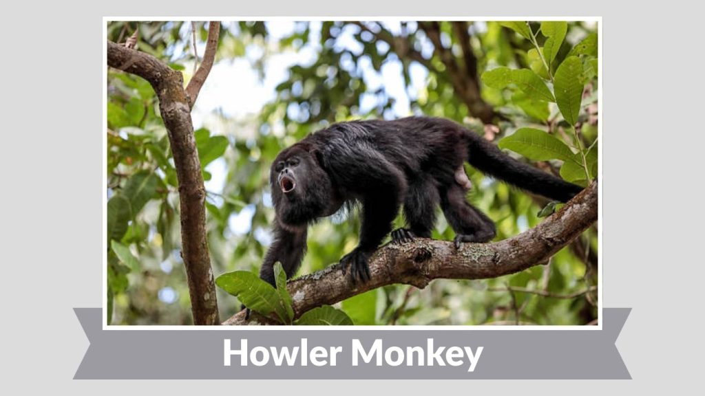 Howler Monkey