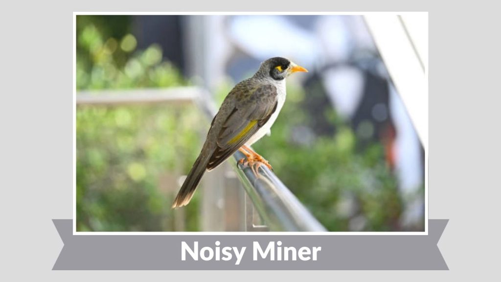 Noisy Miner