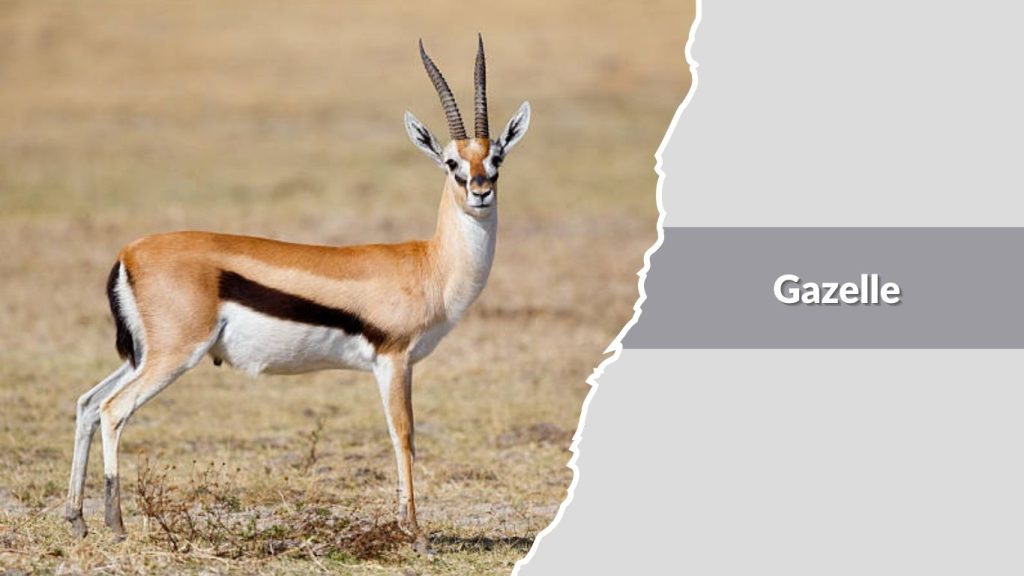 Gazelle