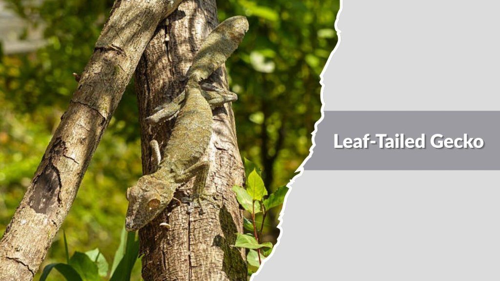 Leaf-Tailed Gecko