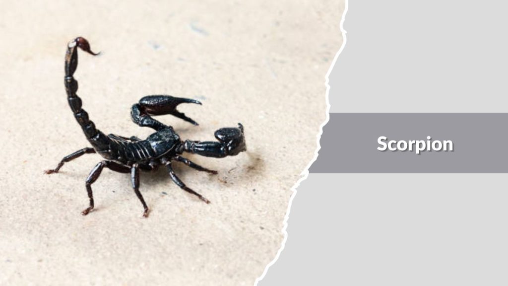 Scorpion