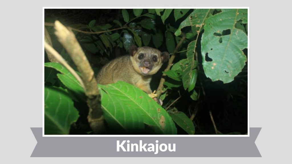  Kinkajou