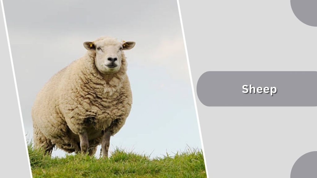 Sheep