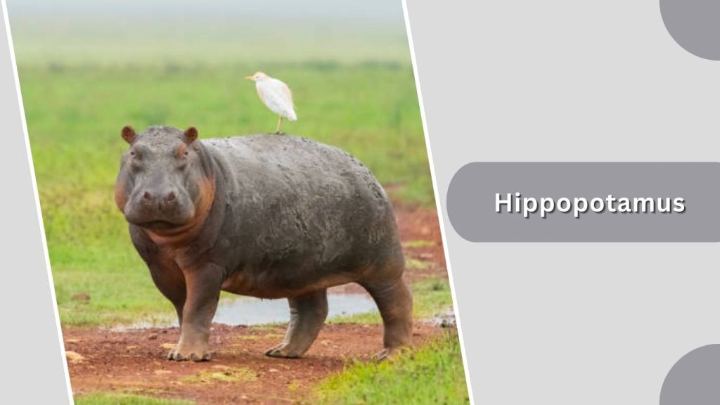 Hippopotamus