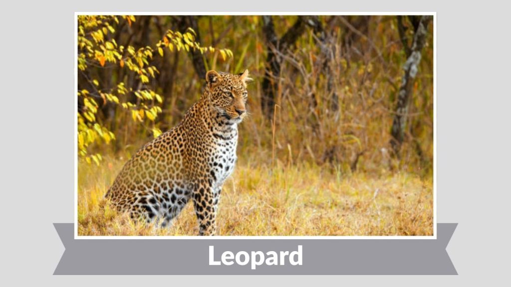  Leopard