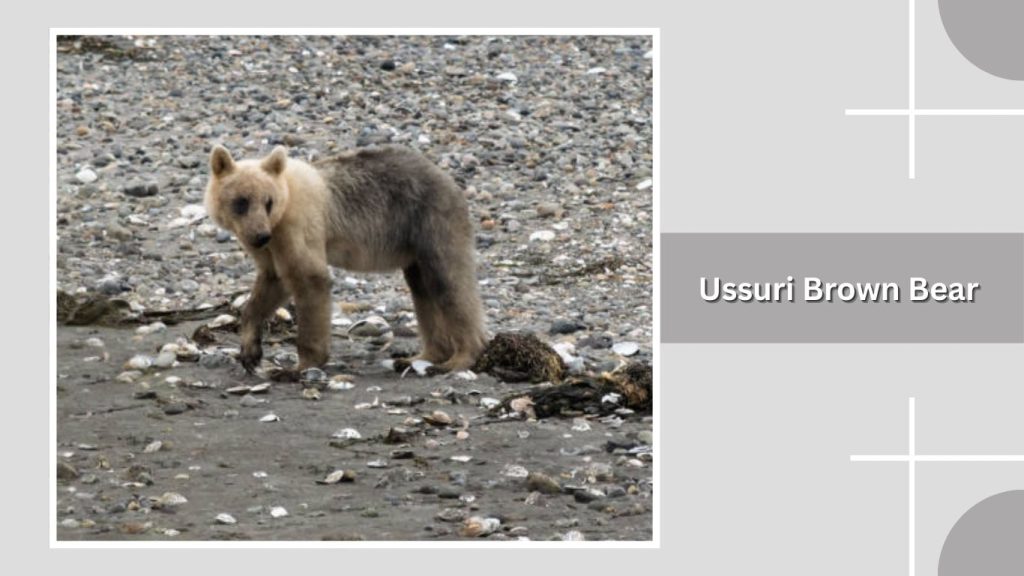 Ussuri Brown Bear